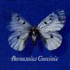 FRANCESCO GUCCINI - PARNASSIUS GUCCINII