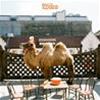 WILCO - WILCO (THE ALBUM)