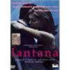 LANTANA